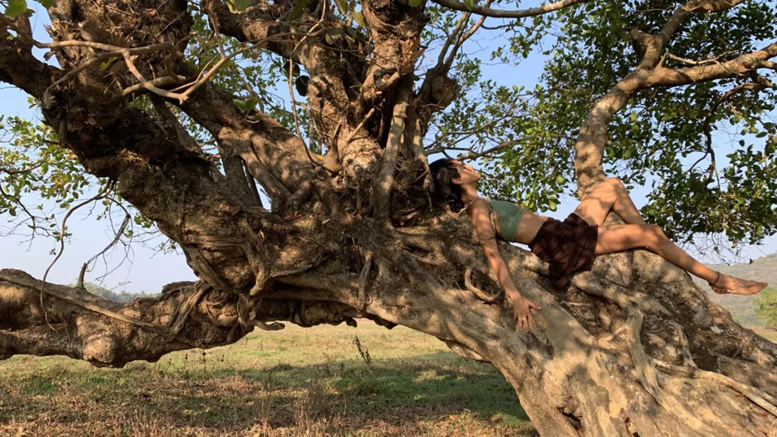 Marcela resting in the branches of an old tree